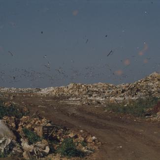 Naslage smeća desno kao lanac; 13 h; galebovi u potrazi za hranom; gradski deponij