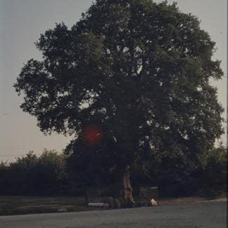 Zeleni hrast - zaštićen