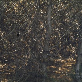 Pregusto drveće ne održava se - suho granje od zemlje