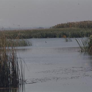 Vransko jezero - gledano prema zapadu