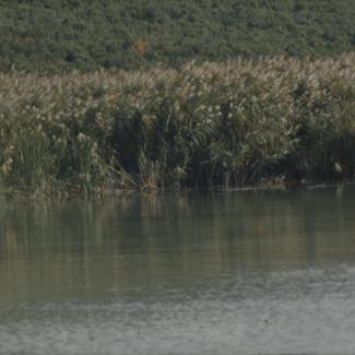 Vransko jezero - u pozadini makija