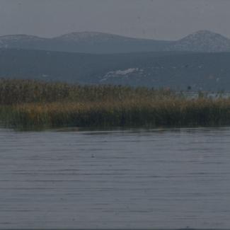 Vransko jezero - trska u sjeverozapadnom dijelu