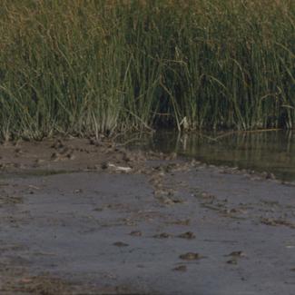 Vransko jezero - za oseke sa obale rub trske ispred pumpne stanice