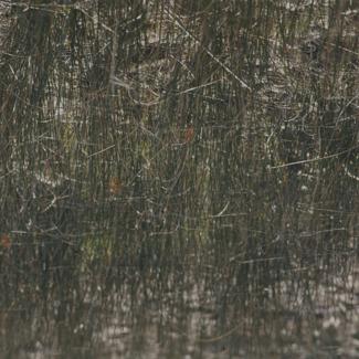 Vransko jezero - trska