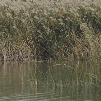 Vransko jezero - gustiš