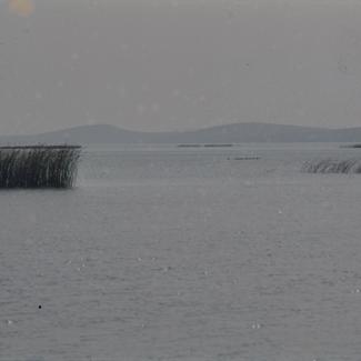 Vransko jezero - otoci trske