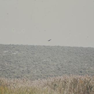 Makija iznad Vranskog jezera