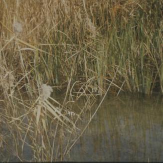 Trska u sjeverozapadnom djelu Vranskog jezera
