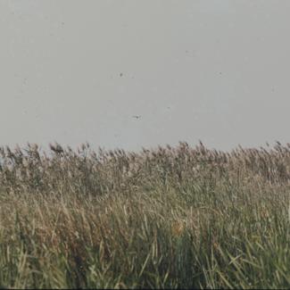 Vrhovi trske pod nebom