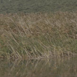 Vransko jezero - trska od vode do makije