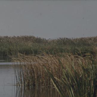 Vransko jezero  - trska uz vodu