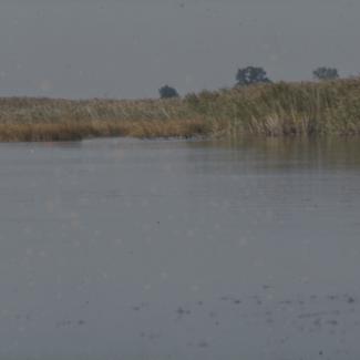 Vransko jezero - trska; liske
