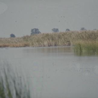 Vransko jezero: liske pored trske