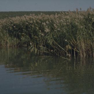 Vransko jezero - trska uz rub