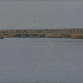 Vransko jezero - trska