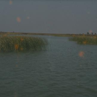 Vransko jezero - kroz trsku