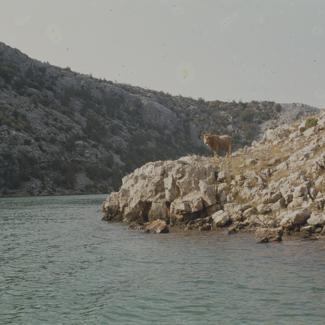 Kanjon Zrmanje iznad Obrovca krava na stijeni pored vode