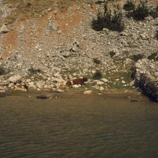 Škrti pašnjaci pored rijeke na desnoj obali  između Obrovca i Jankovića buka; krava se odmara pored ograde