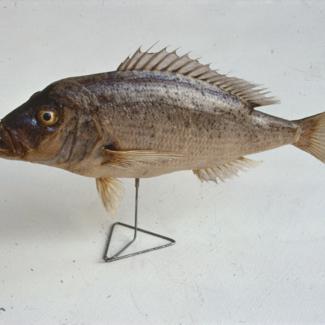 Dentex vulgaris Zubatac (sign D. dentex); inv. br. 1268