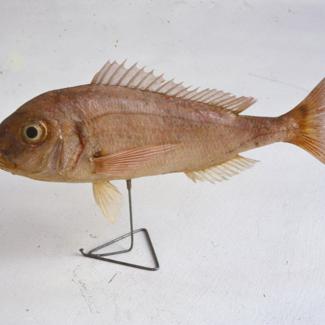 Pagellus erythrinus C. V. Rumbac, arbun rumbac; inv. br. 1053