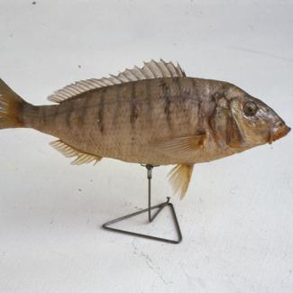 Pagellus mormyrus C. V. Ovčica; inv. br. 1284