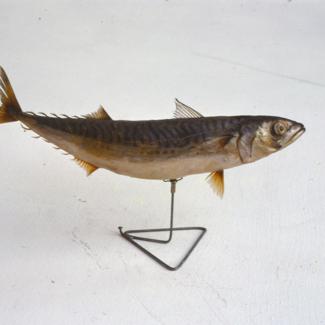 Scomber scomber L Skuša; inv. br. 1030