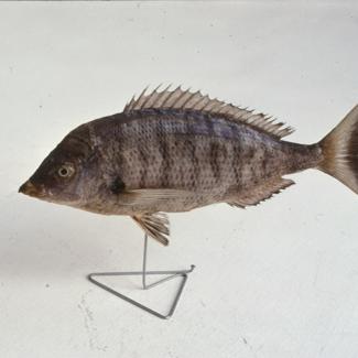 Charax puntazzo C. V. Šiljac, pic; inv. br. 1267