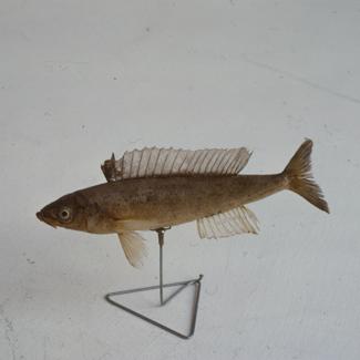 Smaris vulgaris B. P. Šiljka, gira, manula; inv. br. 1256