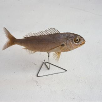 Pagellus acarne C. V. Rumbac grbić; inv. br. 1292