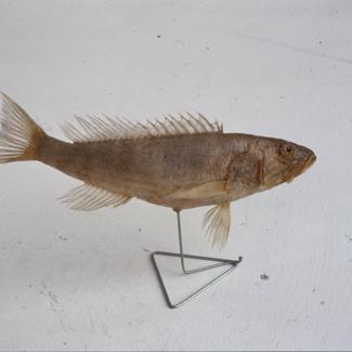 Serranus cabrilla Cuv. Kanjac; inv. br. 1260