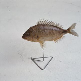 Sargus annularis Geoffr Kolorep, špar; inv. br. 1266