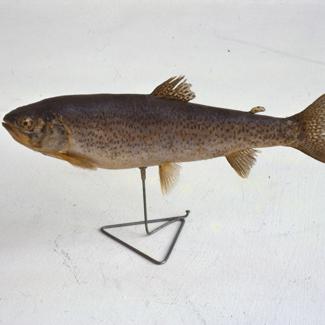 Salmo irideus Gibbs; inv. br. 1061