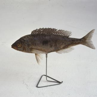 Maena vulgaris C. V. syn. M. Maena Trljak, modrak; inv. br. 1285