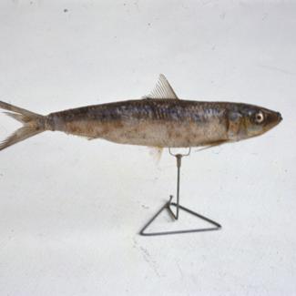 Clupea aurita Gthr; inv. br. 1280