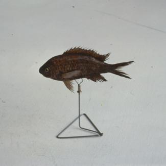 Heliases chromis Gthr Crnelj; inv. br. 1258