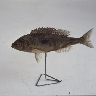 U lijevom uglu Gradske lože kavez sa karuselom za projekciju; preko puta pano - problem pesticida; do njega pano - biljke tvorci kisika