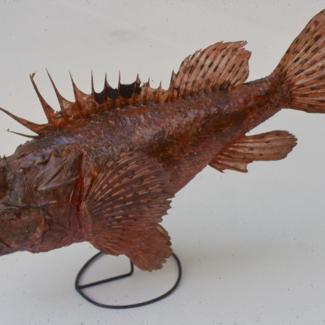 Scorpaena scrofa L Škrpina