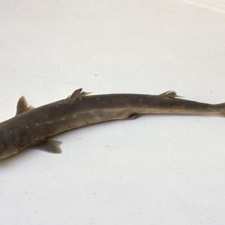 Acanthias vulgaris Risso Pas kostelj