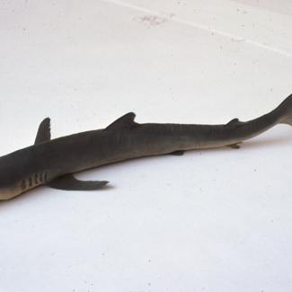 Carcharisu glaucus Ag. Pas modrulj