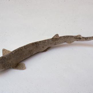 Scyllium canicula Cuv Mačka piknjata, m. bljedica