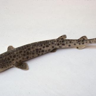 Scyllium stellare Gthr Mačka mrkulja, m. pjegava