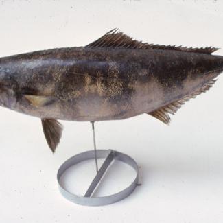 Naucrates ductor L (Skušac) Pratibrod