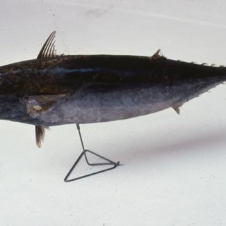 Auxis bisus B. P. Tunjić, rumbac