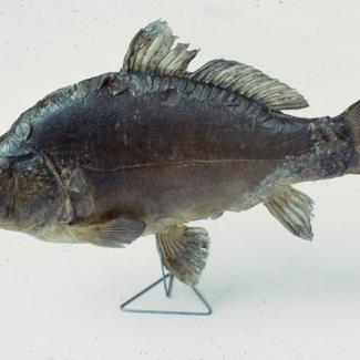 Cyprinus rex cyprinorum Veleljuskavi  šaran