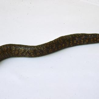 Muraena helena L. Murina