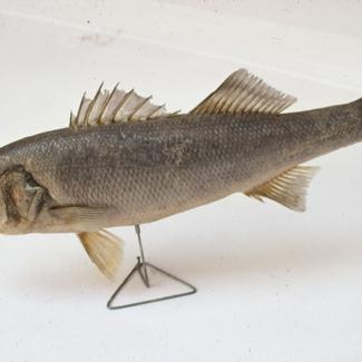 Dicentrarchus labrax Jord et Eig Agač, lubin, brancin