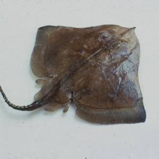 Raja montagui Fowler Raža crnopježica, r. pjegava