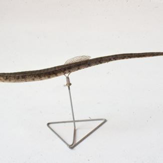 Siphonostoma typhle K. P. Šilo tupokljuno