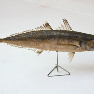 Trachurus mediterraneus Ltkn Trnobrk (šnjur) pučinar