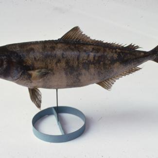 Naucrates ductor L (Skušac) Pratibrod